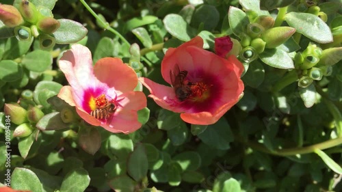 bees circle and perch on orange flowers
