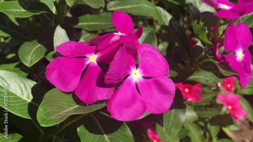 beautiful Vinca flower on the garden