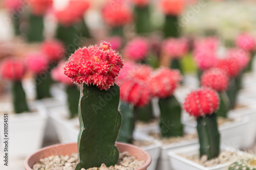 Cactus flower.Potted cactus.Collection of various cactus and succulent plants in different pots. Potted cactus house plants in gardenBeautiful cactus with natural light in morning.