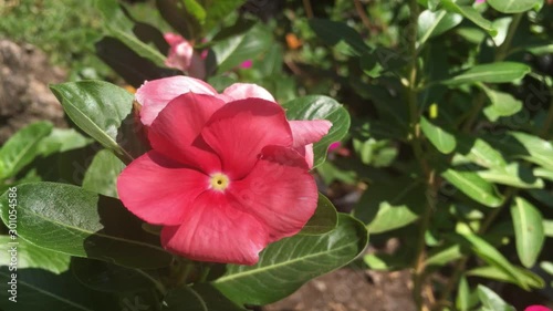 beautiful Vinca flower on the garden