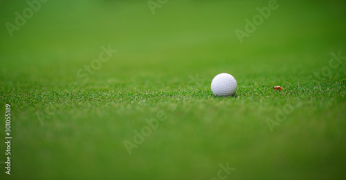 The golf ball is placed in a green lawn with an orange insect walking beside the golf ball.