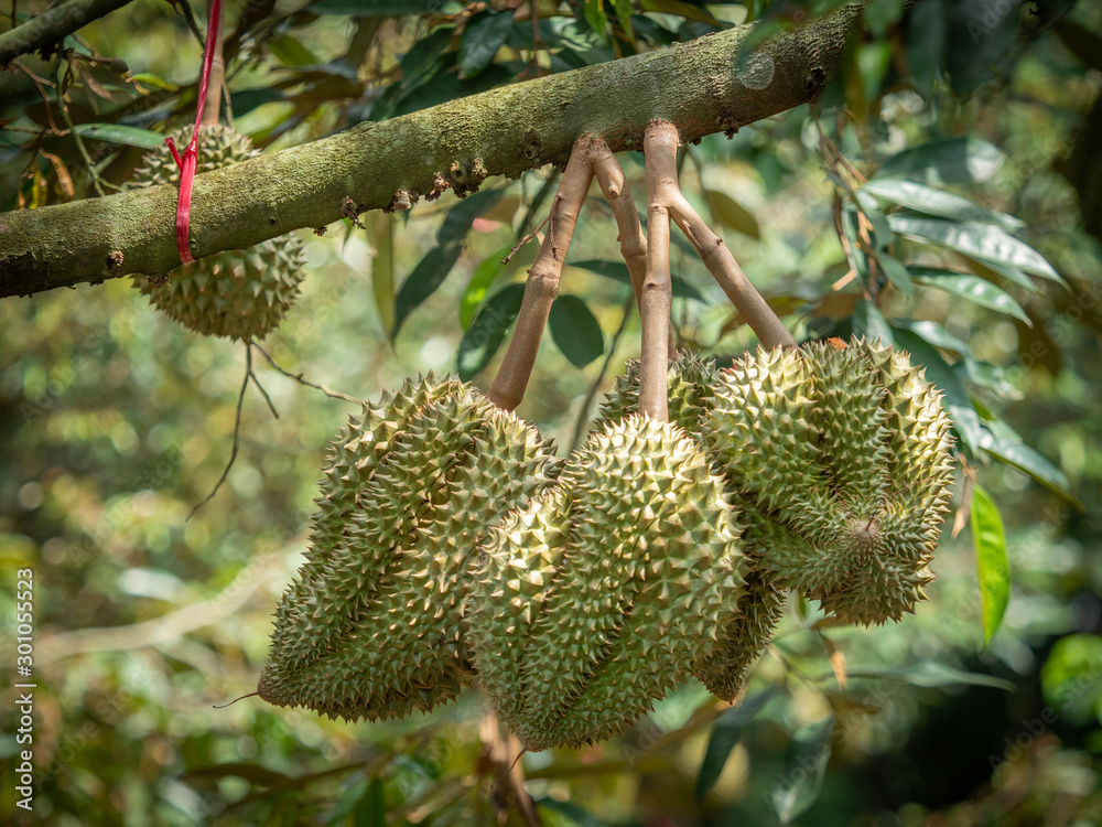 Durian fruit, volcano, Thailand, Sisaket province Is a non-toxic fruit Durian fruit, volcano, Thailand, Sisaket province Is a non-toxic fruit