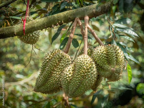 Durian fruit, volcano, Thailand, Sisaket province Is a non-toxic fruit photo