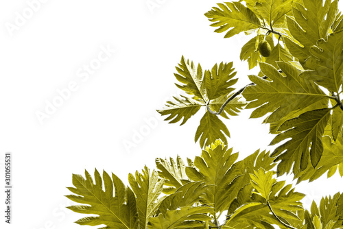 green breadfruit tree pattern are made golden for nature concept,tropical leaf with copy space isolated on white background