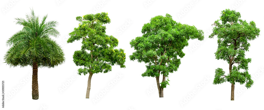 Fototapeta premium Green tree collection isolated on white background