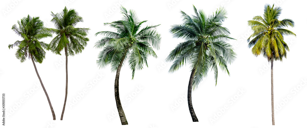 coconut tree collection isolated on white background