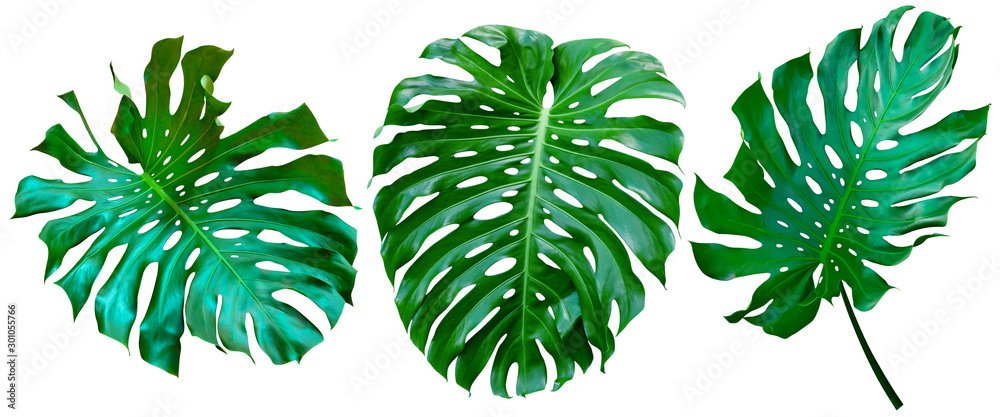 Green leaves pattern,collection leaf monstera isolated on white background