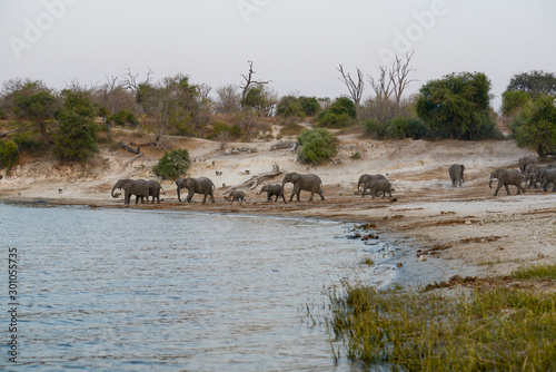 African Elephants, Chobe River, South Africa, Africa
