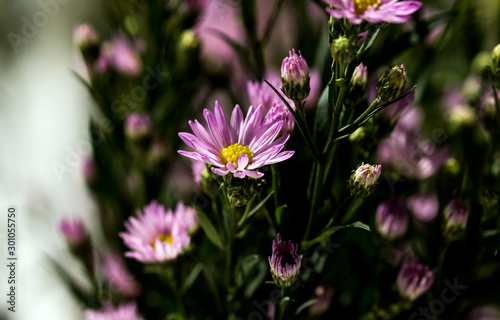 Macro close-up bouquet of the blooming buds of Aster amellus. Little lilac flowers with beautiful blossom on blurry background. Fresh foliage with natural blurry background.