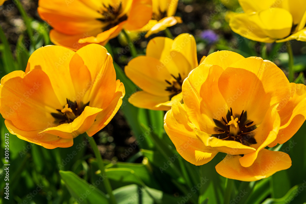 Beautiful open yellow tulips on green stems in sunny day. Beautiful open yellow tulips on green stems in sunny day.