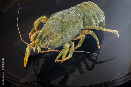 Green crayfish with ice. On a black plate.