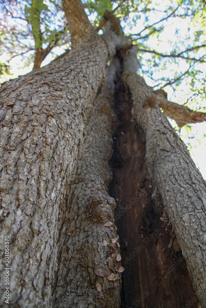 Obraz premium Hollowed Tree