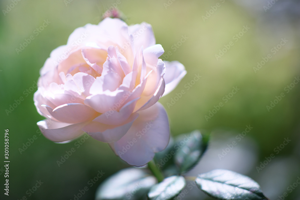 Tokyo,Japan-November 7, 2019: Isolated pink rose or Ambridge Rose in autumn in Tokyo Tokyo,Japan-November 7, 2019: Isolated pink rose or Ambridge Rose in autumn in Tokyo