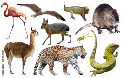 south american animals on white