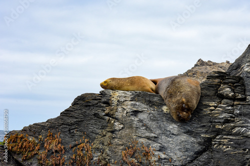 Sea lion resting on a rock, tourism in Punta de Choros, Coquimbo region, Chile