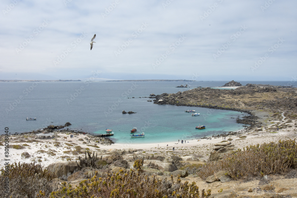 Isla Dama, national reserve, tourism in punta de choros, coquimbo region, chile Isla Dama, national reserve, tourism in punta de choros, coquimbo region, chile