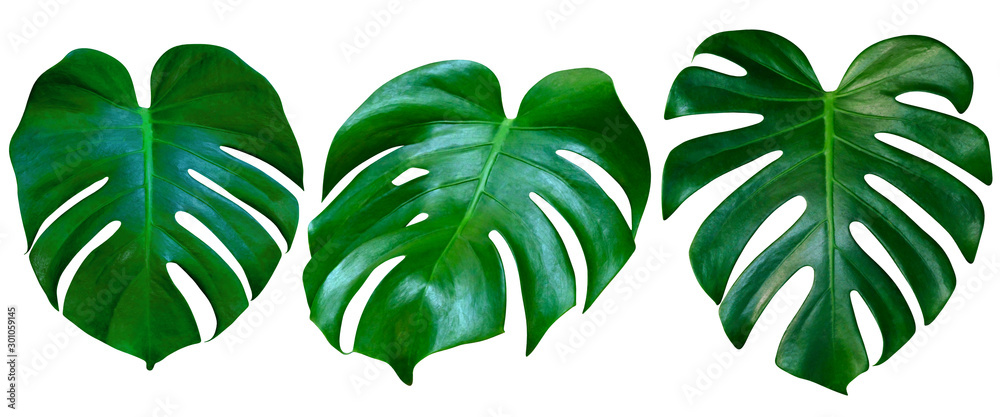 Green leaves pattern,collection leaf monstera isolated on white background