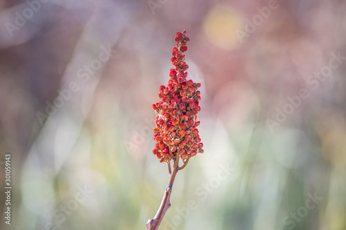 smooth sumac berry cluster in the fall near Lac Du Bois Protected area. Rhus glabra, an uncommon shrub found in dry hot habitats. In the Kamloops area it occurs on very dry soil, close up, blur