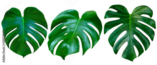 Green leaves pattern,collection leaf monstera isolated on white background