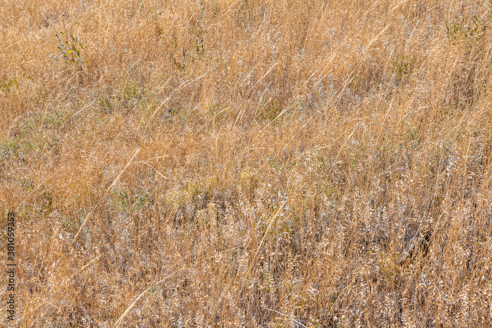 Grassy meadow filled with subtle colors and textures