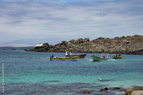 Isla Dama, national reserve, tourism in punta de choros, coquimbo region, chile