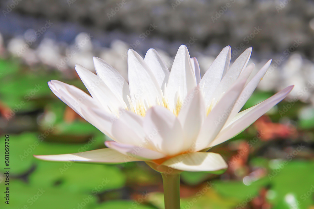 Lily lotus flowers white petal with yellow pollen blooming in pond outdoor background Lily lotus flowers white petal with yellow pollen blooming in pond outdoor background