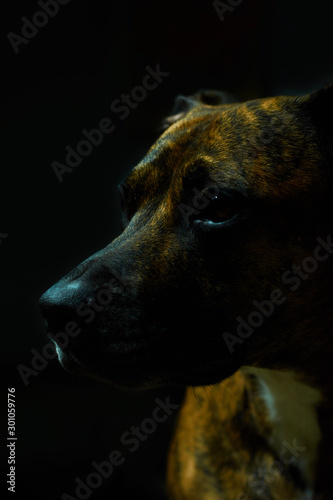 brown dog low key with black background 