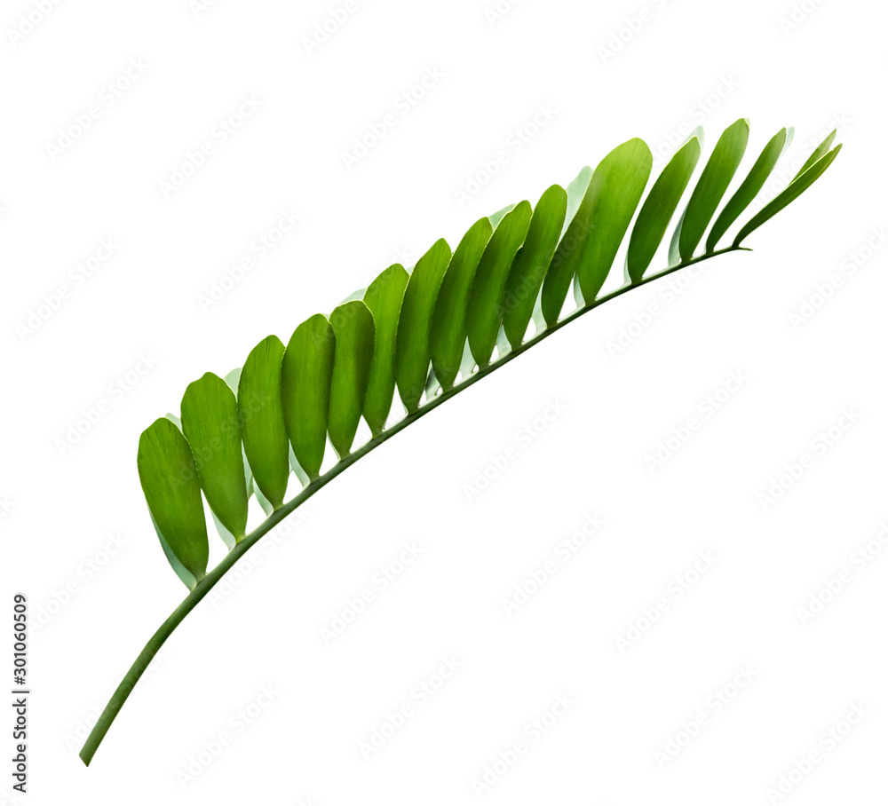 Green leaves pattern,leaf tree isolated on white background,include clipping path