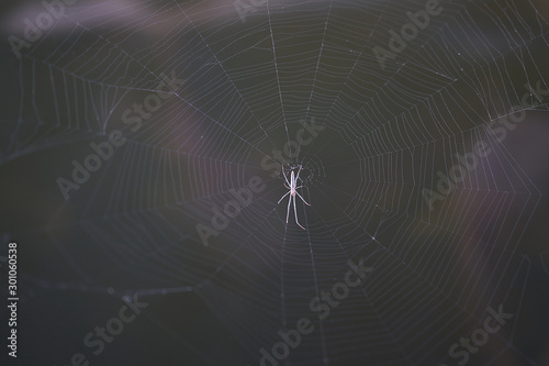 long leg spider on own web ,closed up