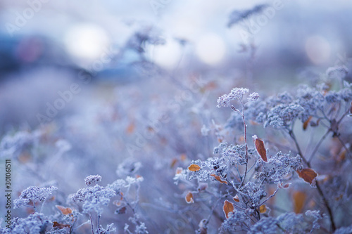 Hoarfrost on dry grass in meadow. Frost covered grass, wild flowers and bushes. First frost in autumn countryside meadow. Sunset or sunrise. Copy space photo