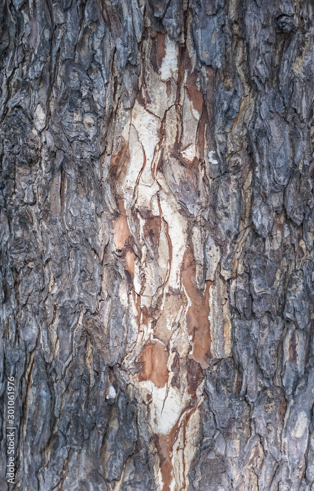 Obraz premium wood tree barks nature background