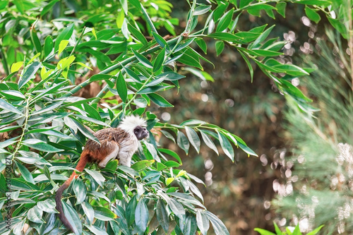 Tamarín monkey