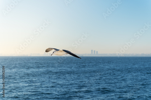 Seagul on the blurred background of a cityscape silhouette.