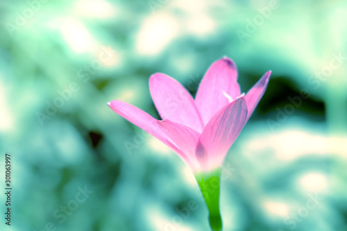closeup pink flower with blurred background Zephyranthes grandiflora