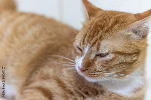 An orange cat is relaxing.