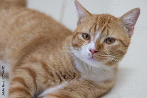 The orange cat looked something.