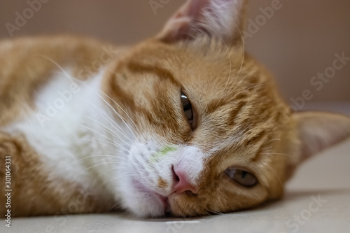 An orange cat is relaxing.