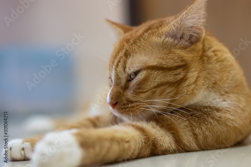 An orange cat is relaxing.