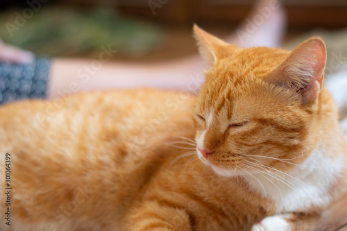 An orange cat is relaxing.