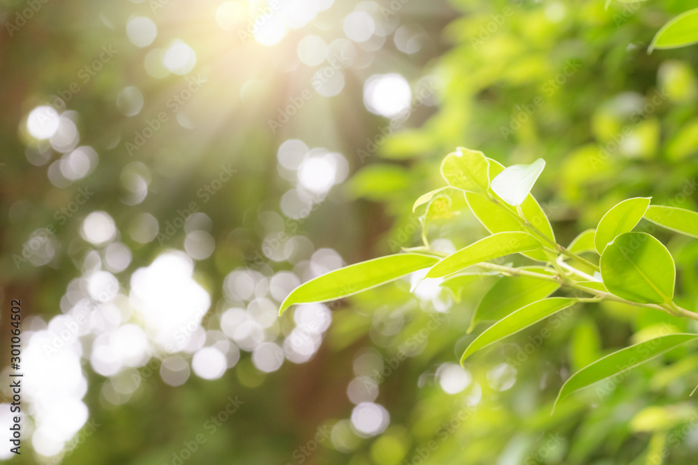 Green leaves pattern for summer or spring season concept,leaf blur textured,nature background Green leaves pattern for summer or spring season concept,leaf blur textured,nature background