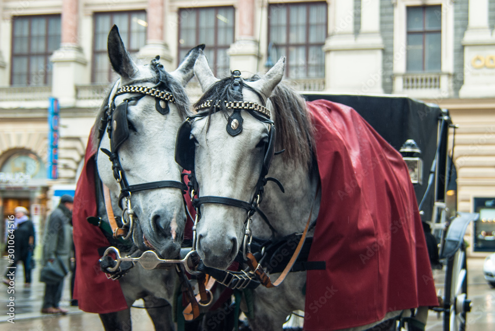 Horses and traditional Fiaker carriage in Vienna, Austria.