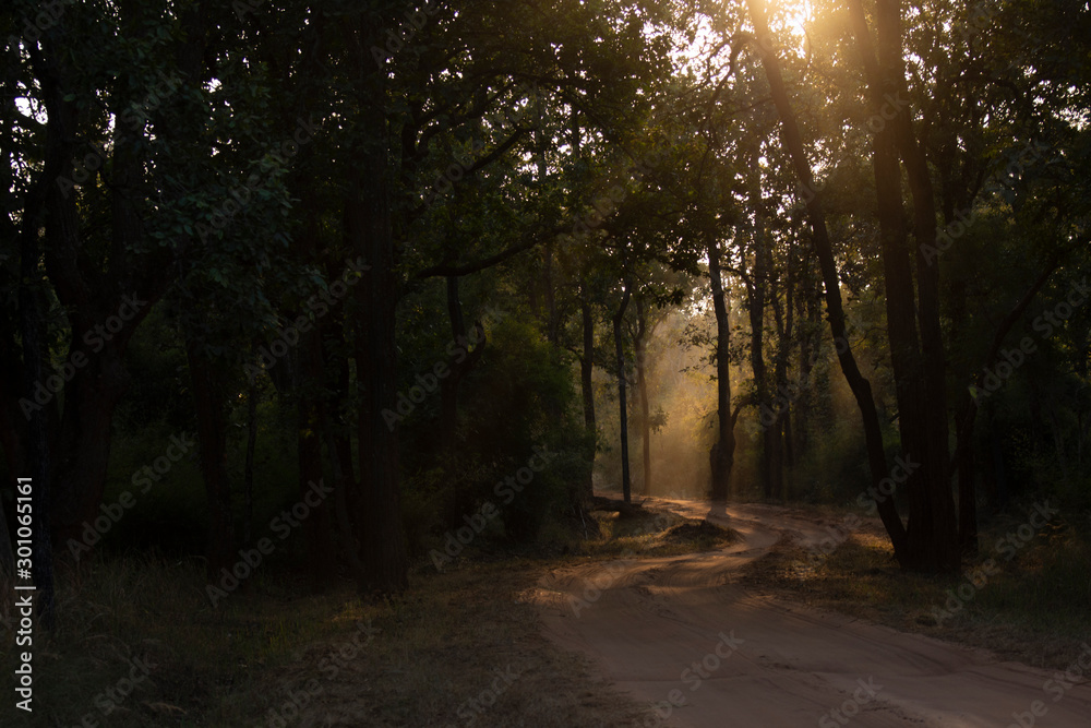 Fototapeta premium Sunlight through tree canopy, Bandhavgadh, Madhya pradesh, India