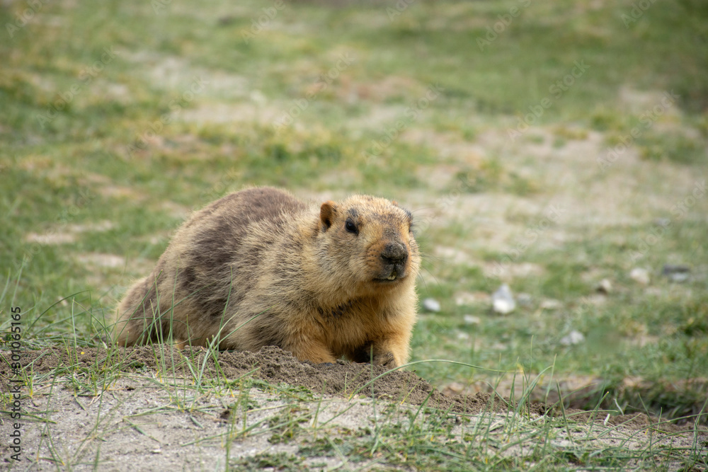 Himalayan marmot, Marmota himalayana, Leh Laddakh, India Himalayan marmot, Marmota himalayana, Leh Laddakh, India