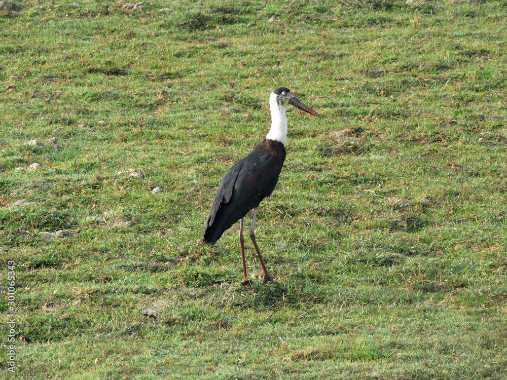 Fototapeta premium Woolly necked stork, Ciconia episcopus, Kaziranga National Park, Assam, India