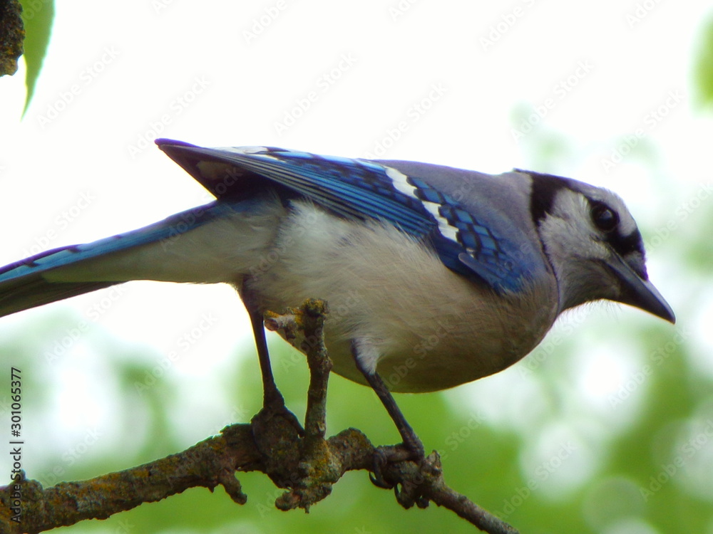 Fototapeta premium bird on a branch
