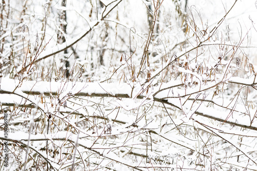 Snow covered tree branches in the winter forest. Abstract natural background