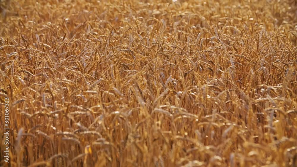 Nature Scenic Wheat Field Sunset 4K (UHD) Nature Scenic Wheat Field Sunset 4K (UHD)