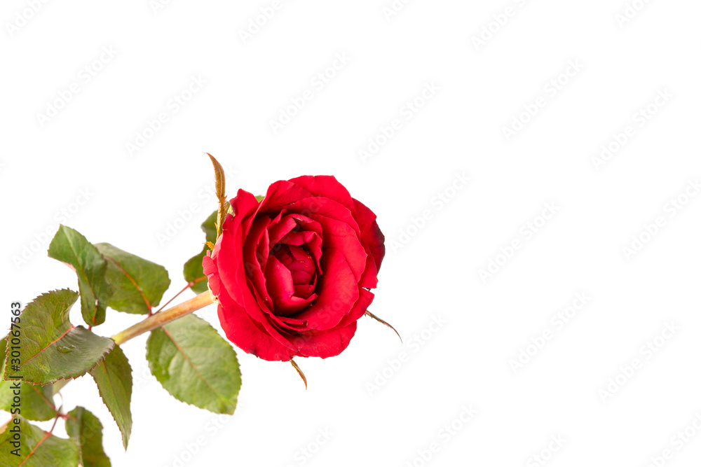 Red rose flower isolated on white background. Red rose flower isolated on white background.