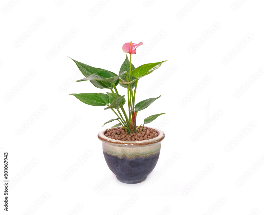 Anthurium flower in pot isolated on white background. Anthurium is a flowering plants. General common names include anthurium, tailflower, flamingo flower, and laceleaf. Anthurium flower in pot isolated on white background. Anthurium is a flowering plants. General common names include anthurium, tailflower, flamingo flower, and laceleaf.