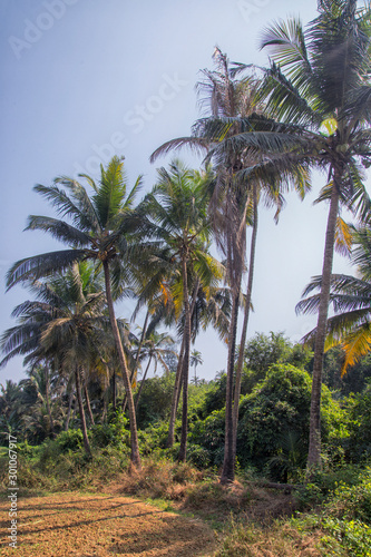 Green palm tree on blue sky background